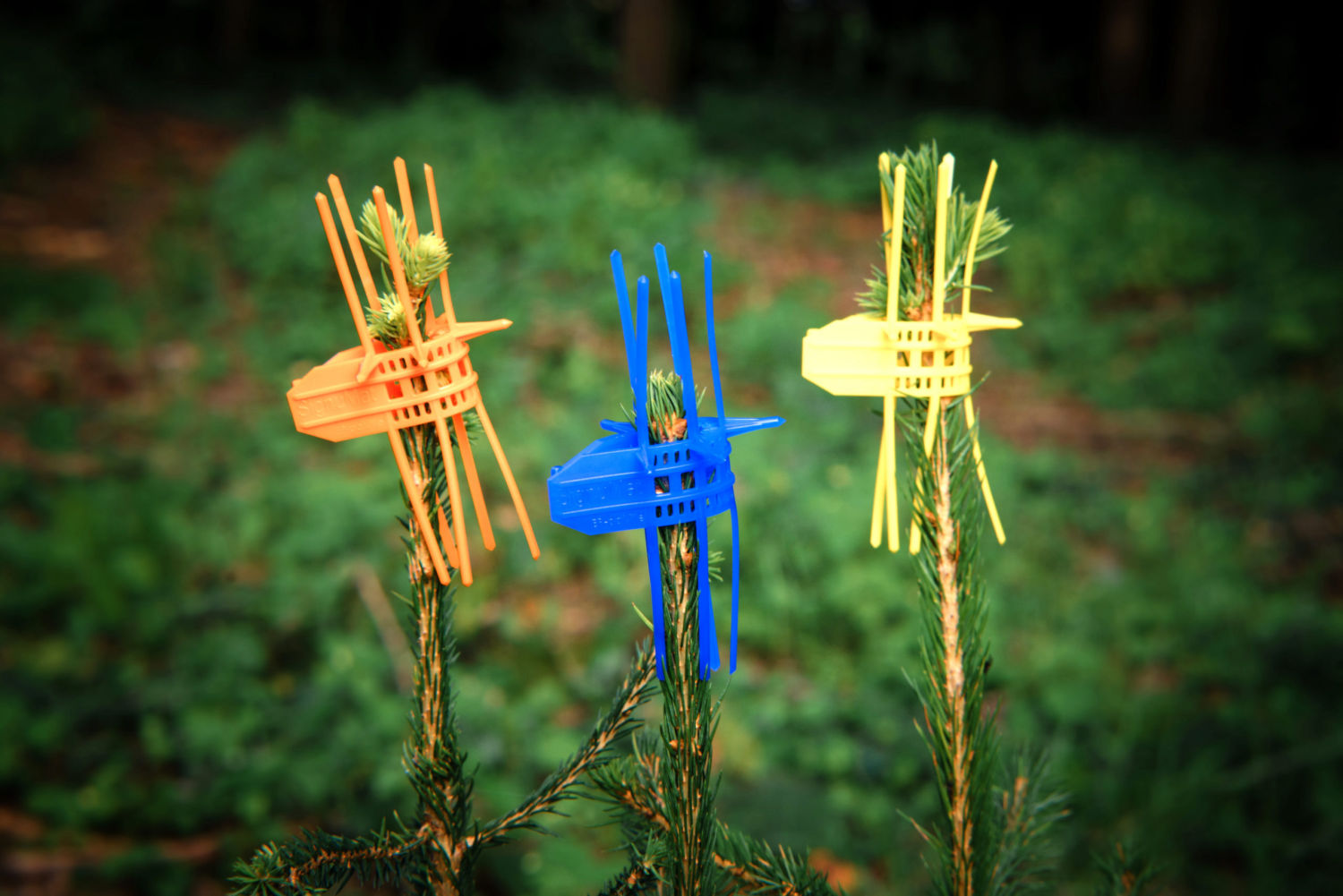 a Photo of Signumat Tree Protectors fitted to a young tree to protect against game browsing, buck rubs and birds, and also against the formation of tree forks.